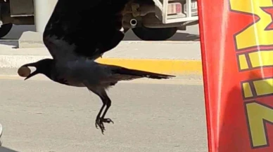 Karga Poşeti Yırttı, Cevizi Kaptı