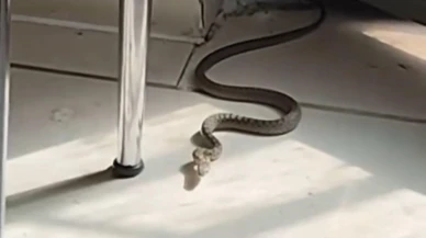 Mutfaktaki Yılanı Gören Kedi Panikle Zıpladı