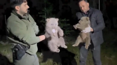 Anneleri Bulunamayan Yavru Ayılar Koruma Altına Alındı