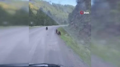 Beypazarı'nda Yolunu Ayılar Kesti