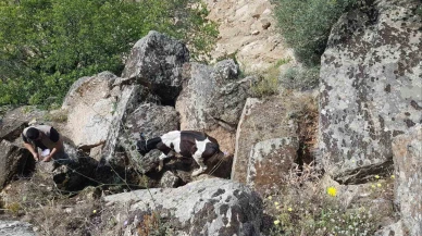 Kayıp İnekler Drone ile Bulundu