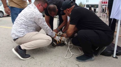 Pitbull Etkinlik Alanında Dehşet Saçtı