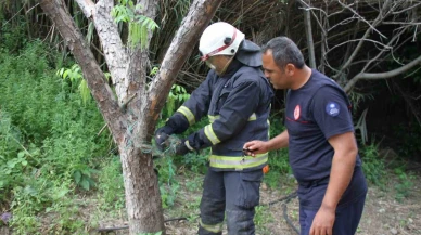 Ağlara Takılan Yılan Kurtarıldı