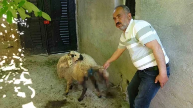Sokak Köpekleri 6 Küçükbaş Hayvana Saldırdı