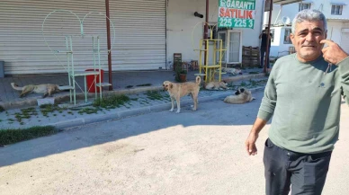 Mahallelerde Köpek Korkusu