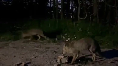 Yol kenarındaki tilkileri besleyen vatandaşın o anları