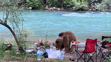 Ayı Ailesi Piknik Sofrasına Misafir Oldu