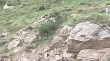 Sivas'ta Ayıya “Canım” Diye Seslendi