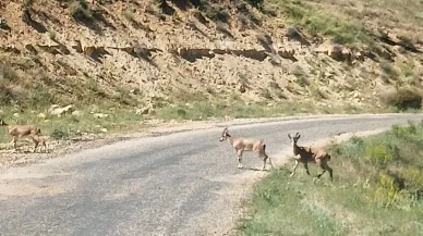 Nesli Tehlikedeki Dağ Keçileri Görüntülendi