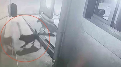 Karavan Sokak Köpeklerinin Saldırısına Uğradı