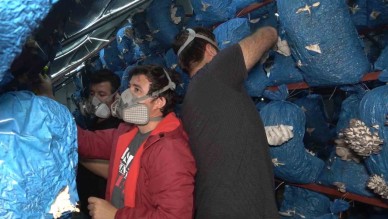 Çocukluk arkadaşı 3 mühendis istiridye mantarı üretiyor: Kilosu 70 liradan satılıyor