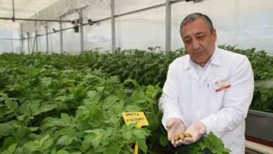 Yerli ve milli patatesler topraksız ortamda üretiliyor