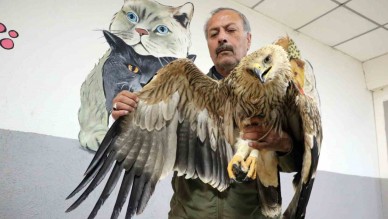 Yozgat’ta yorgun ve bitkin halde şah kartalı bulundu