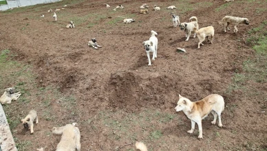 Sivas’ta 600 Sokak Hayvanı Yeni Yuvaya Kavuştu