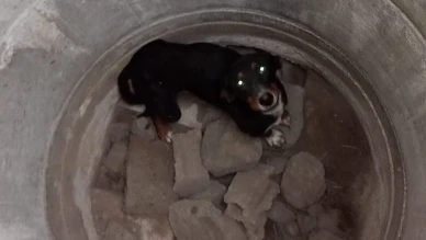 Kuyuya Düşen Köpek Doğaya Salındı
