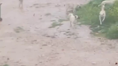 Başıboş Köpekler Çocuğa Saldırdı