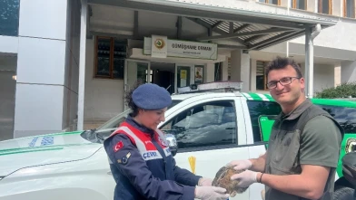 Jandarmadan Yaralı Tavşan Kurtarma Operasyonu