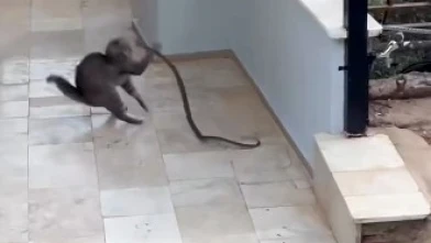 Kedi ve Yılan Arasında Nefes Kesen Anlar