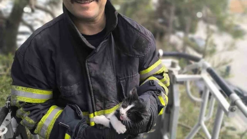 Ağaçta Sıkışan Kedi İtfaiye Ekipleri Tarafından Kurtarıldı