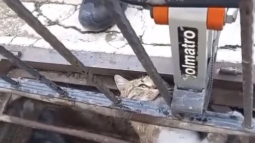 Mazgalda Mahsur Kalan Kediye Yardım