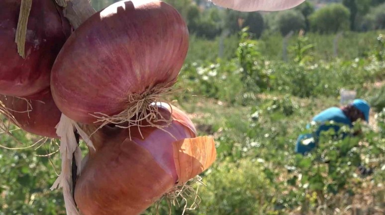 Coğrafi işaretli ’Kılıçlar soğanı’nın hasadı başladı