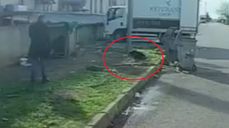 Bursa’da Baş Belası Köpek Saldırısı Anbean Kameraya Yansıdı