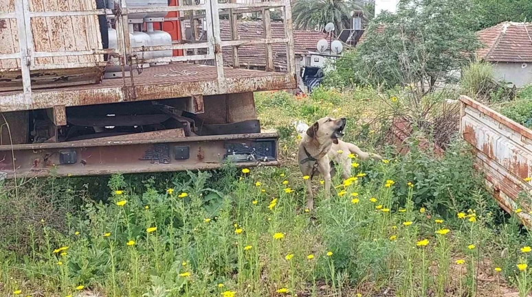 Antalya'da İhmale Uğrayan Köpek Kurtarıldı