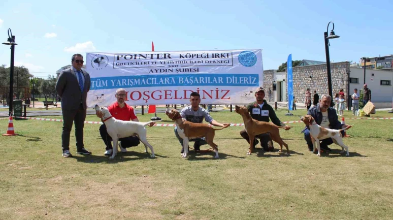 Aydın’da köpekler podyuma çıktı