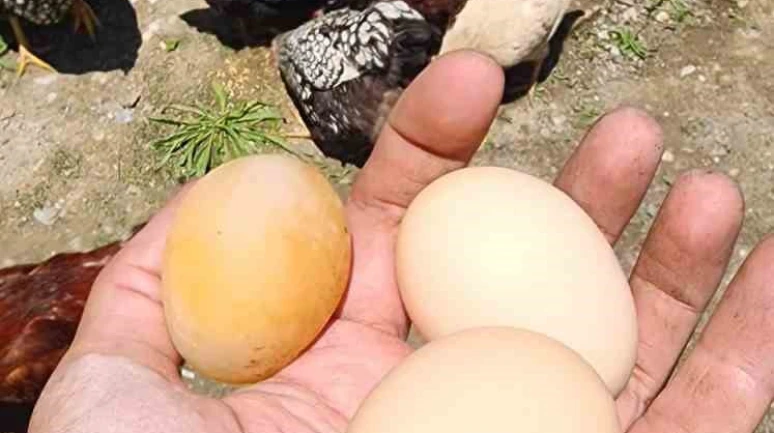 Elazığ’da Şaşkınlık Yaratan Yumurta! Görenler Gözlerine İnanamadı!