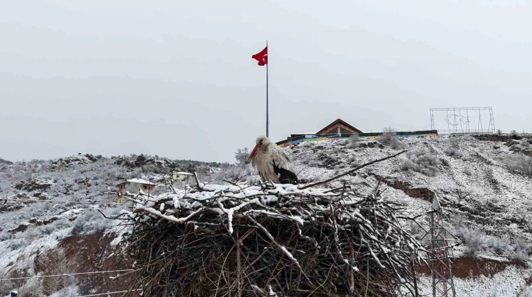 Kar Altında Kalan Leylekler Dronla Görüntülendi