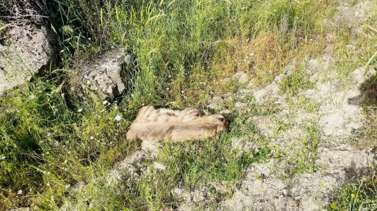 Nesli Tehlikedeki Sırtlan Trafik Kazasında Telef Oldu