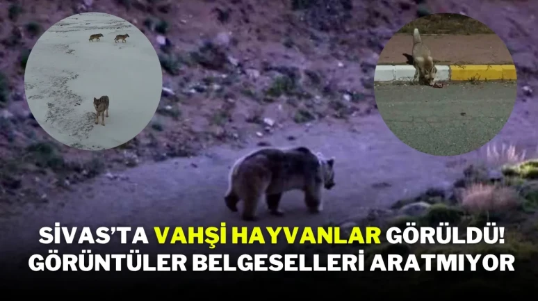 Sivas’ta Vahşi Hayvanlar Görüldü! Görüntüler Belgeselleri Aratmıyor