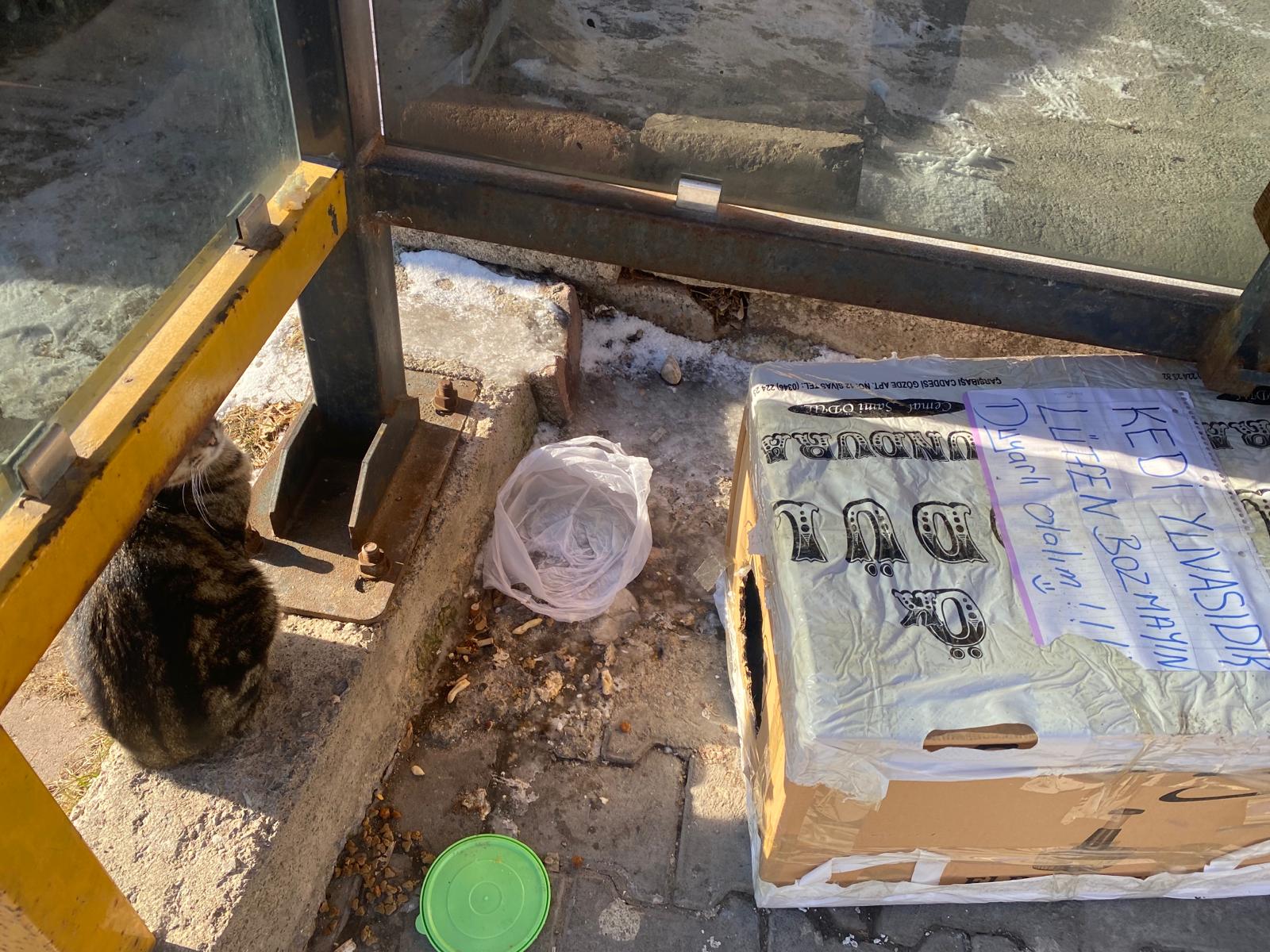 Kedi Yuvası