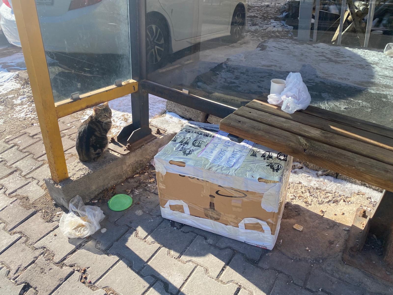 Kedi