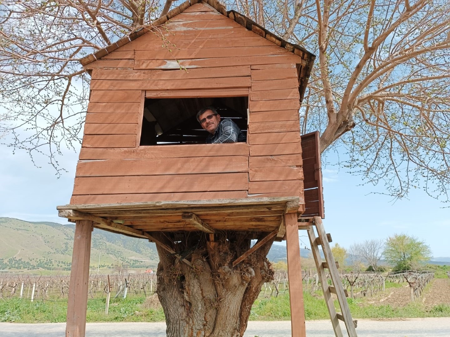 Ağaçkondu (2)