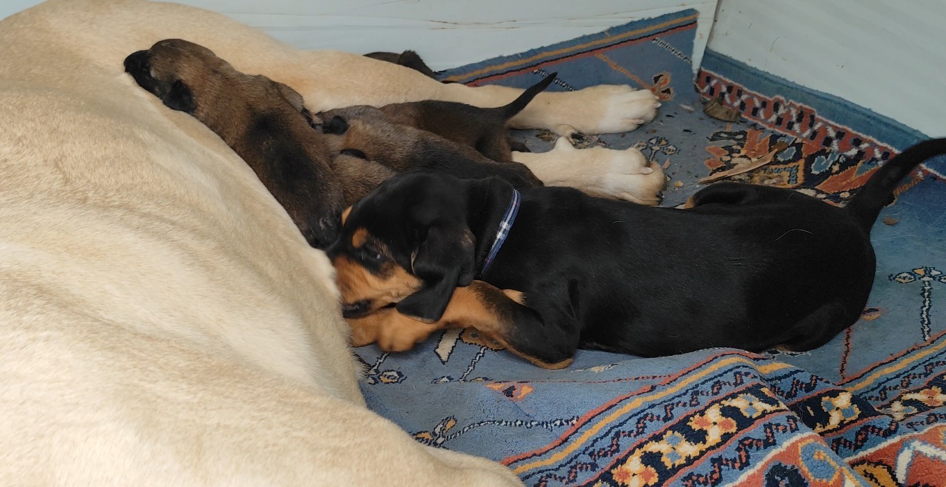 anneleri-olen-yavru-kurt-kopeklerine-kangal-kopegi-annelik-etti