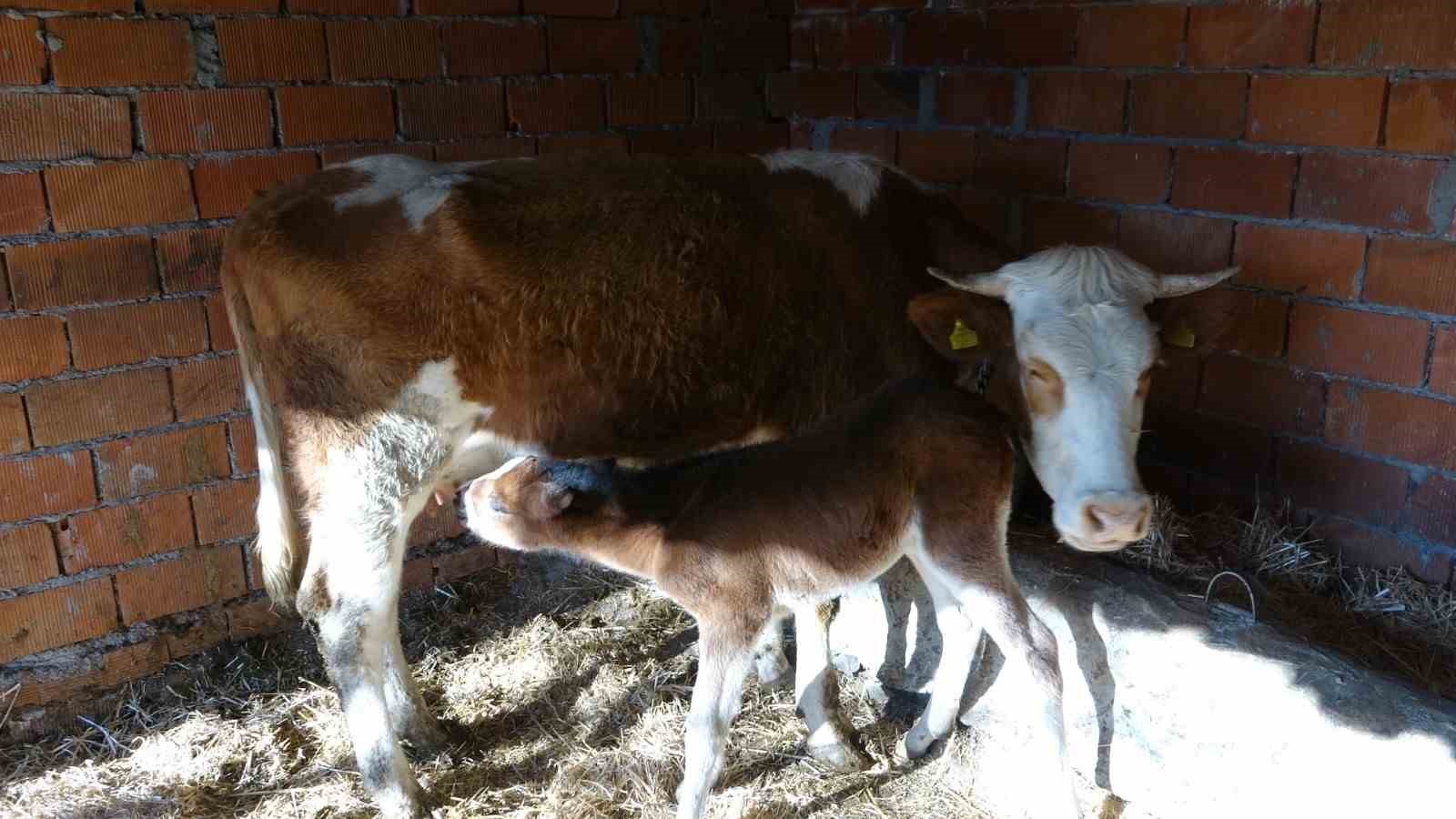 annesi-telef-olan-taya-inek-annelik-yapiyor