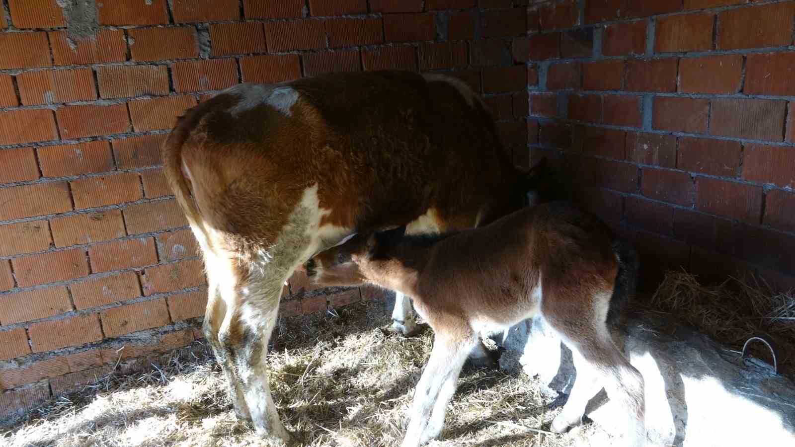 annesi-telef-olan-taya-inek-annelik-yapiyor