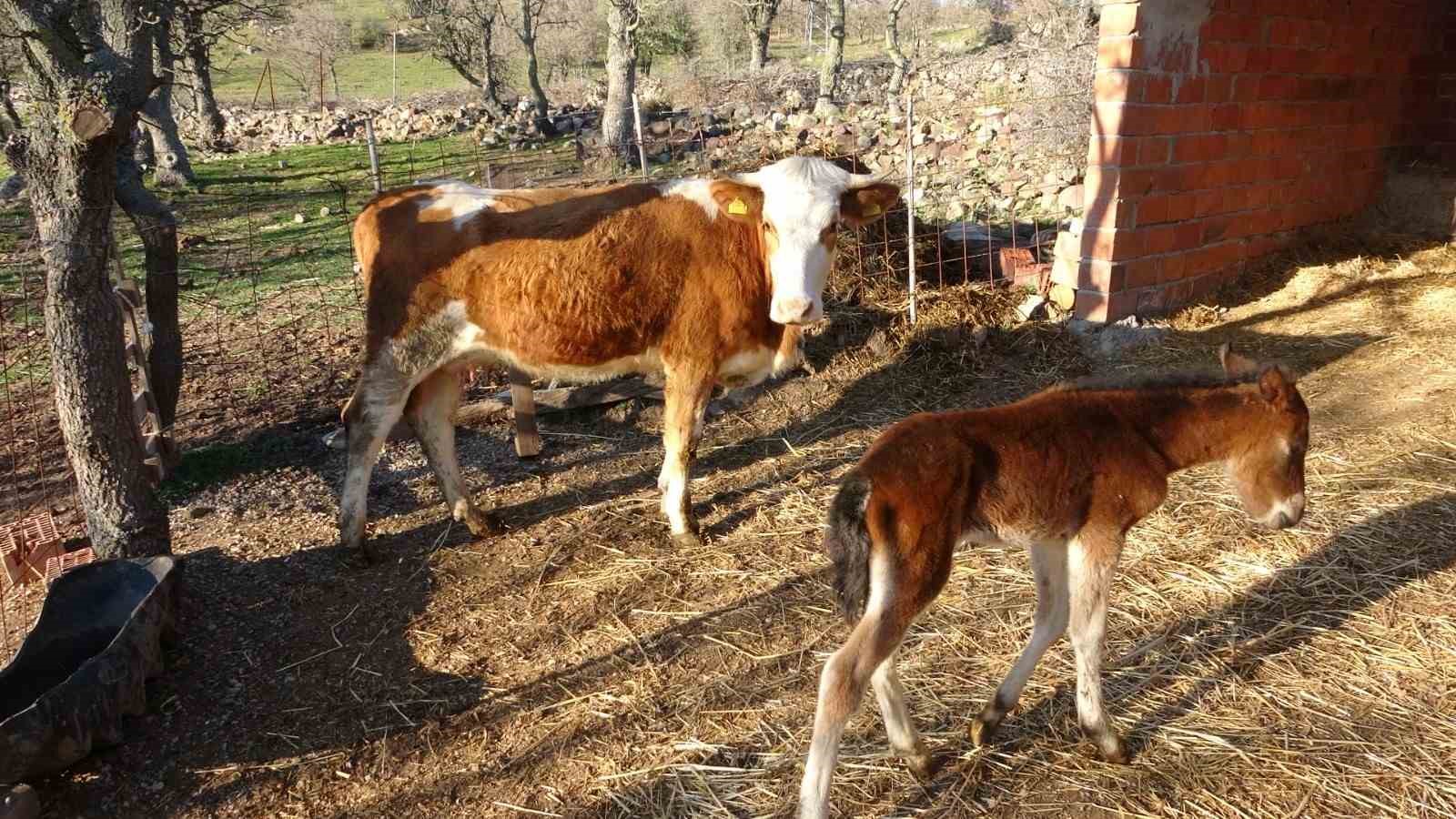 annesi-telef-olan-taya-inek-annelik-yapiyor