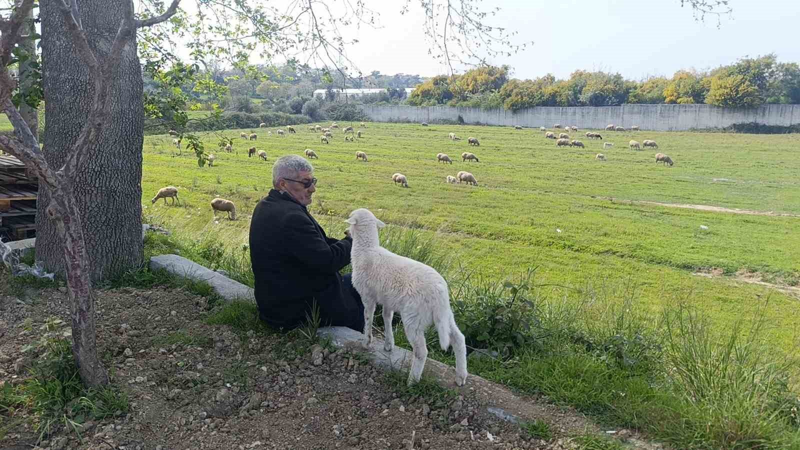annesinin-sutu-yetmeyince-biberonla-beslenen-yavru-kuzu-sahibinin-pesinden-ayrilmiyor