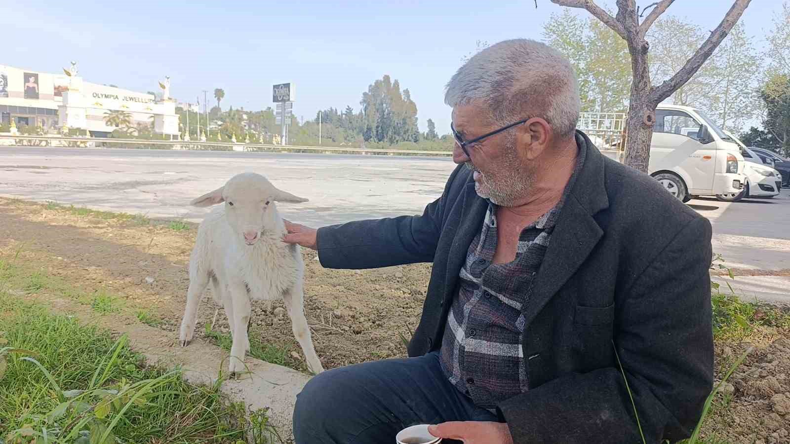 annesinin-sutu-yetmeyince-biberonla-beslenen-yavru-kuzu-sahibinin-pesinden-ayrilmiyor