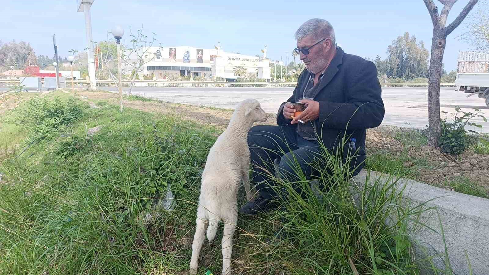 annesinin-sutu-yetmeyince-biberonla-beslenen-yavru-kuzu-sahibinin-pesinden-ayrilmiyor