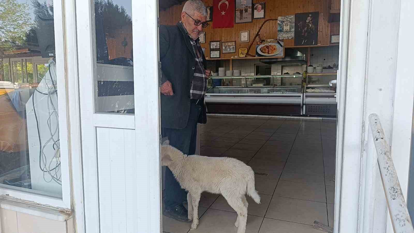 annesinin-sutu-yetmeyince-biberonla-beslenen-yavru-kuzu-sahibinin-pesinden-ayrilmiyor