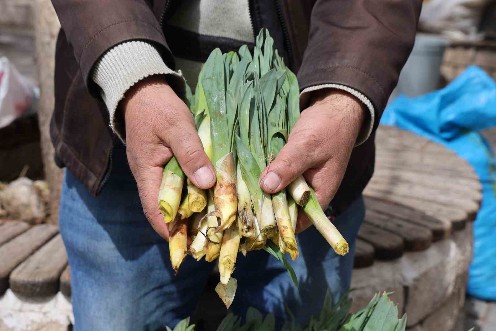 dogal-antibiyotik-ciris-otu-tezgahlarda-yerini-aldi
