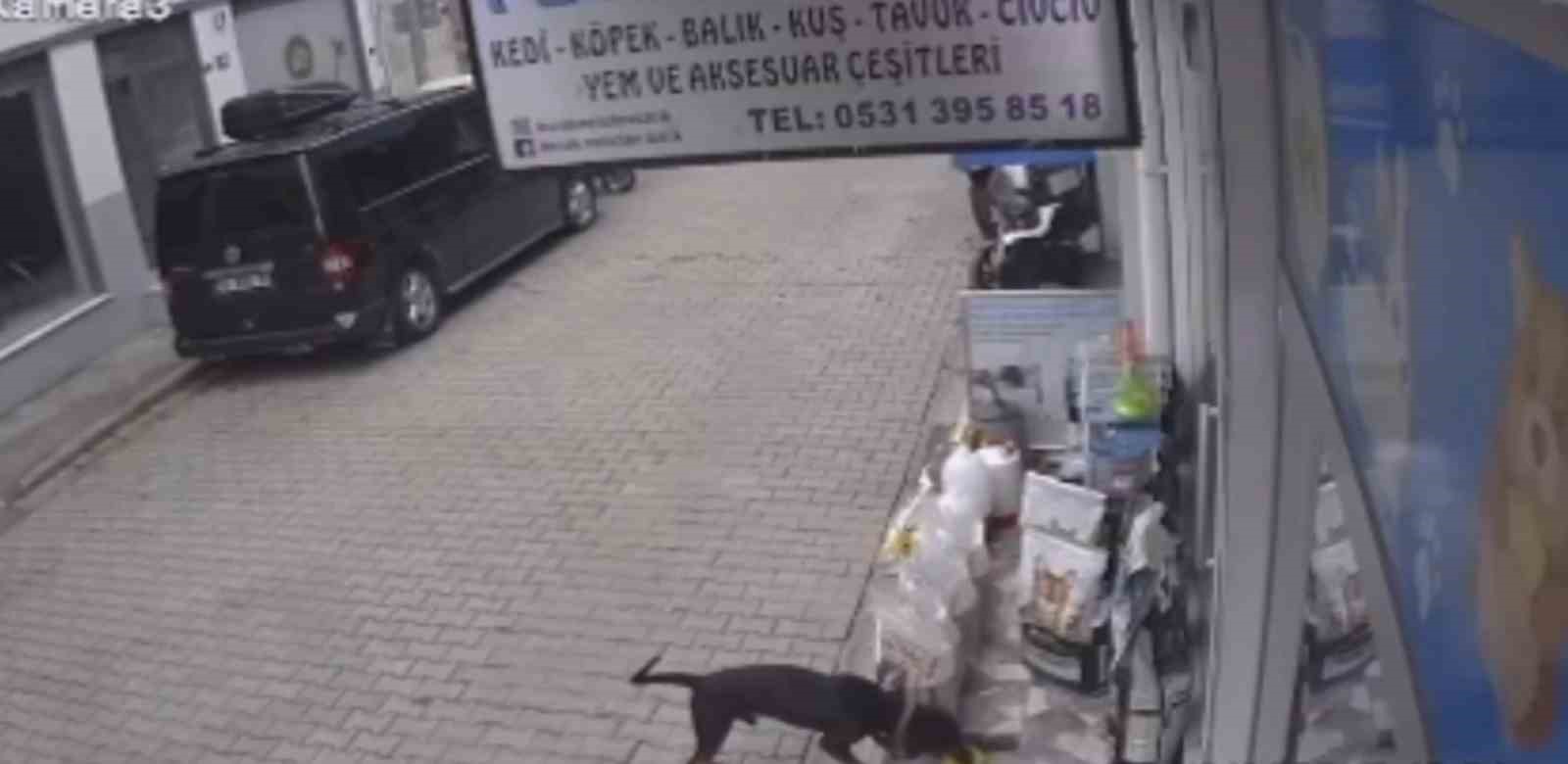 kediyi-kiskanan-kopek-mamayi-alip-kacti