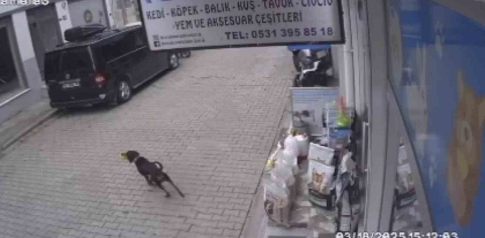kediyi-kiskanan-kopek-mamayi-alip-kacti