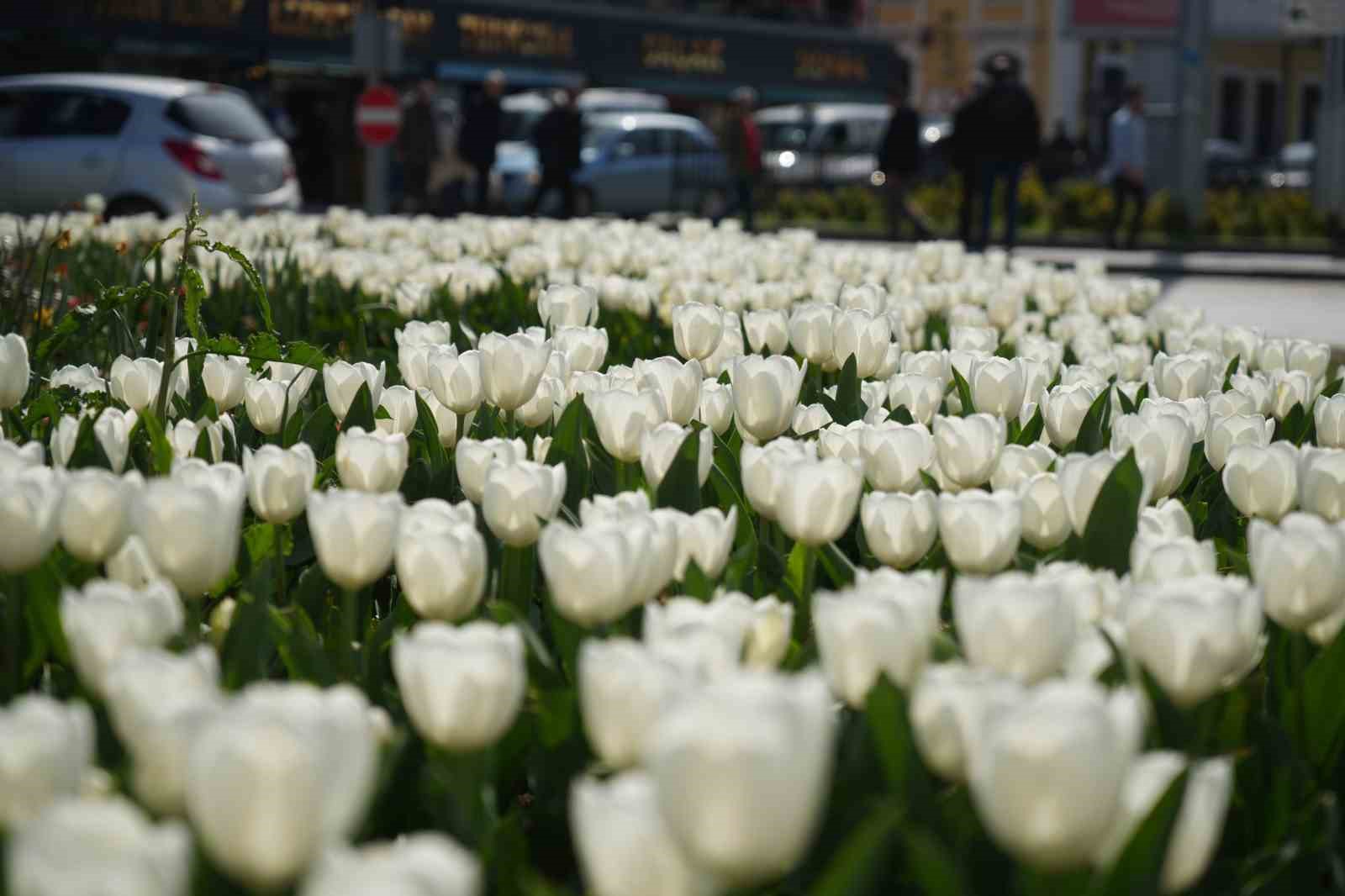 samsunda-lale-zamani