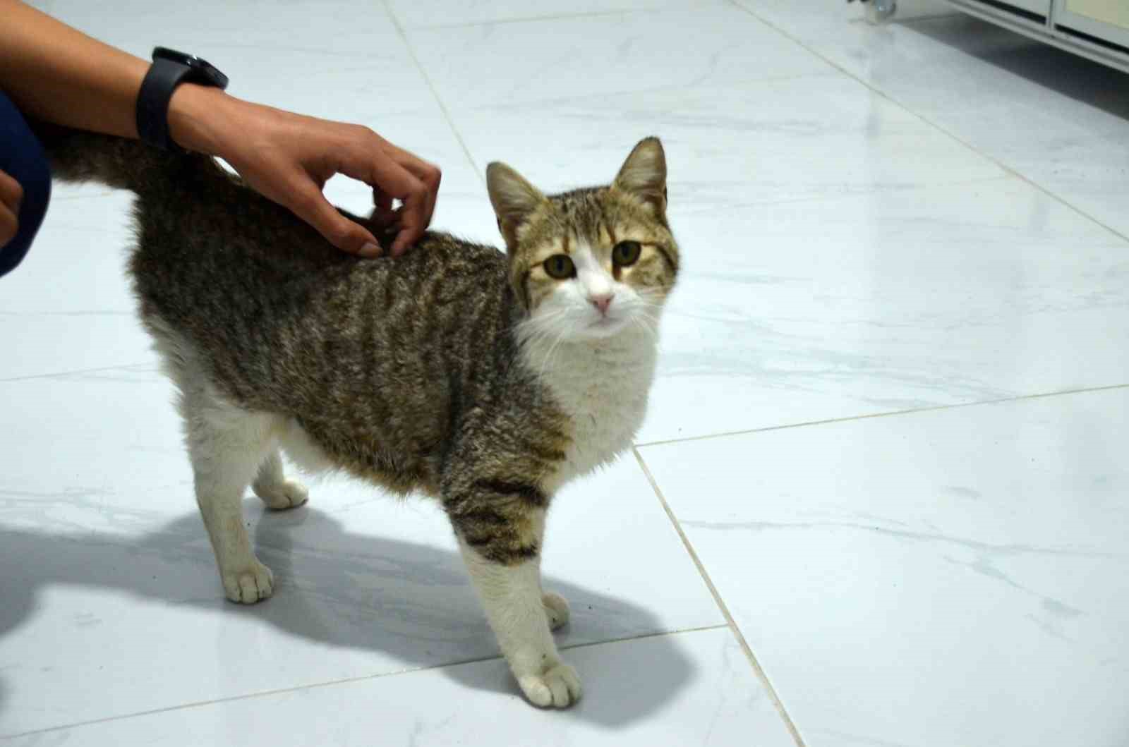 akilli-kedi-dogum-icin-veterinere-geldi