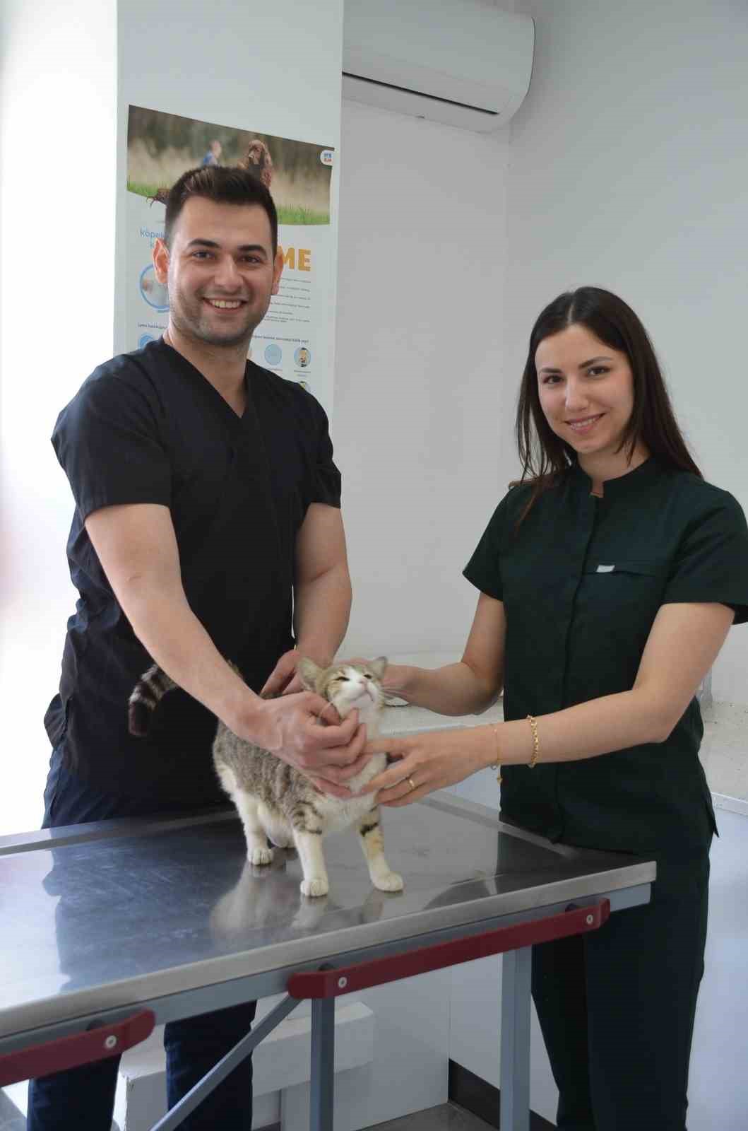 akilli-kedi-dogum-icin-veterinere-geldi