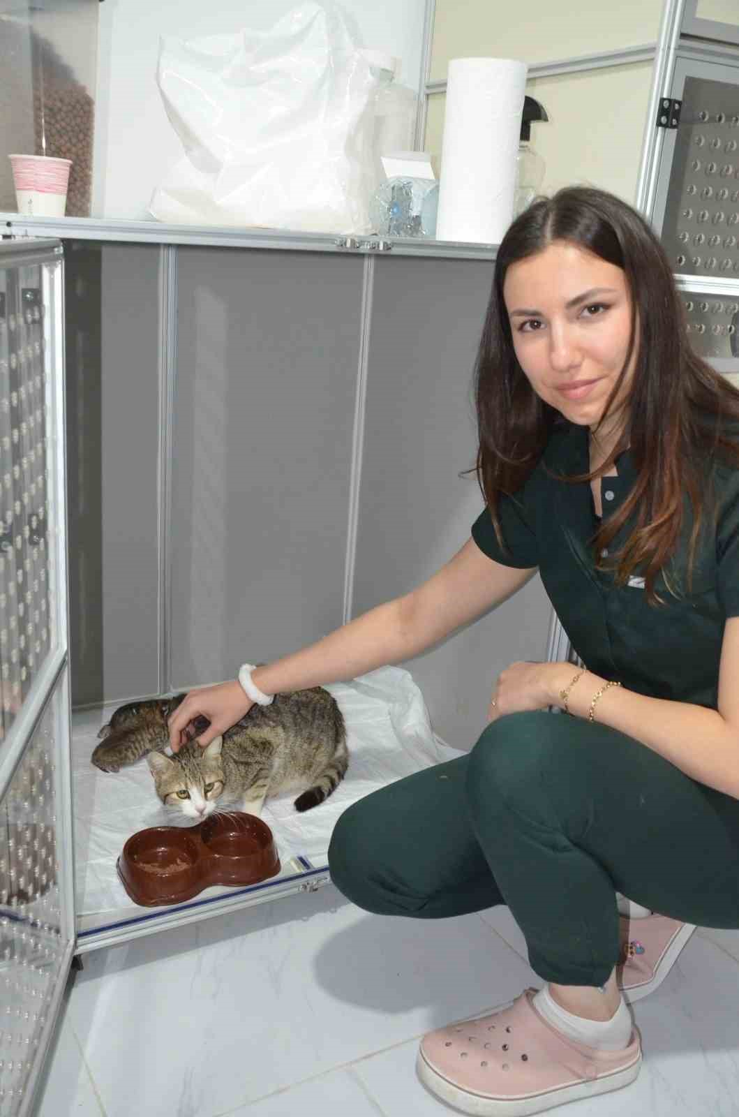 akilli-kedi-dogum-icin-veterinere-geldi